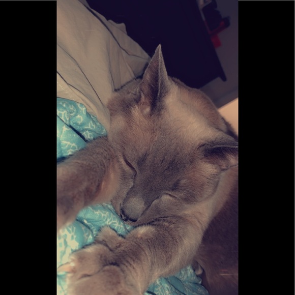 Meet your Posher, Devyn - Picture 1 of 1